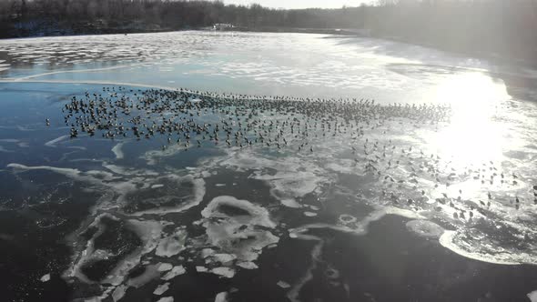 Flying low over a large gathering of geese on a partially frozen lake in the middle of winter