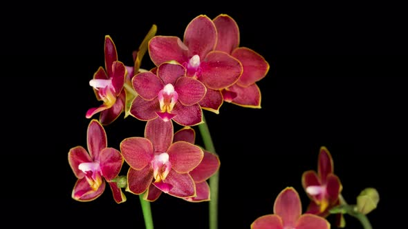 Blooming Red Orchid Phalaenopsis Flower