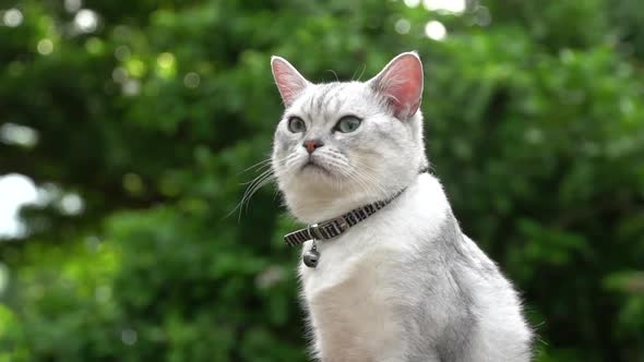 Close Up Of  Silver Cute Cat Looking With Nature Background