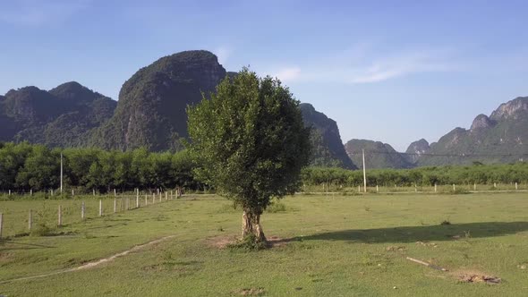 Landscape with Tree at Small Farm in Wide Fields Upper View