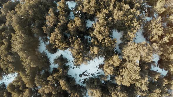 Bird's eye view flying over evergreen forest in Patagonia, South America