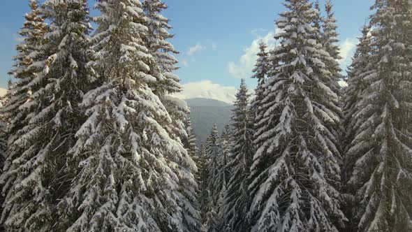 Aerial view of tall pine trees covered with fresh fallen snow in winter mountain forest on cold