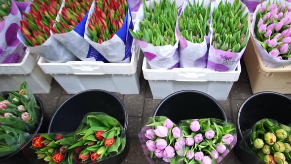 Tulip Flowers Selling In Amsterdam Market