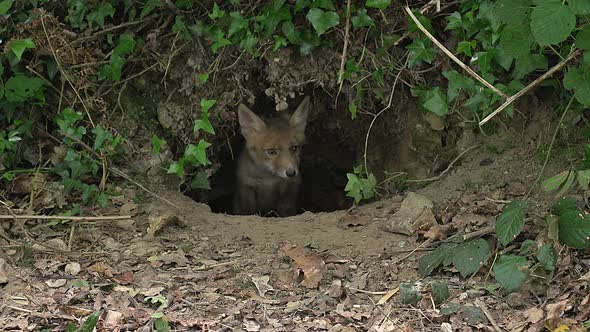750654 Red Fox, vulpes vulpes, Cubs standing at Den Entrance, Normandy, Real Time