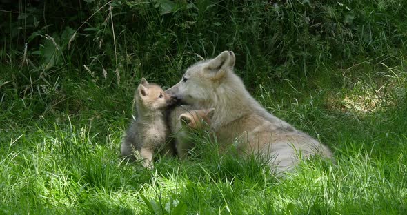 Arctic Wolf, canis lupus tundrarum, Mother and Cub, Real Time 4K