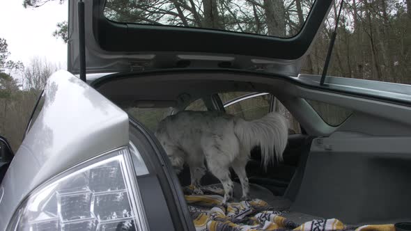 australian shepherd dog in hatchback car slow motion