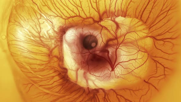 Heartbeat and Movement of Blood Through the Vessels of a Chicken or Quail Embryo in an Egg
