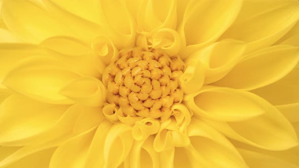 Time Lapse of Blooming Yellow Dahlia