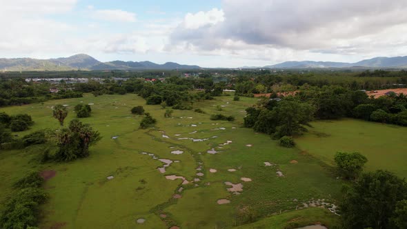 Aerial View of Green Grass and Wet Rice Field Covered with Trees and Palms After Rain Village and