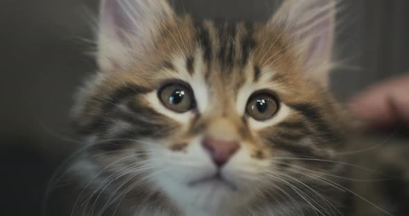 Closeup of Nose and Eyes of a Kitten