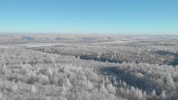 Winter forest panorama