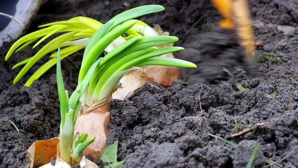 Woman is Planting Onions with Sprouts in Home Garden