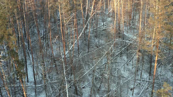 Aerial Tilt Down Shot  Forest Glade with Windbreak Windfall and Dead Wood on Winter Day