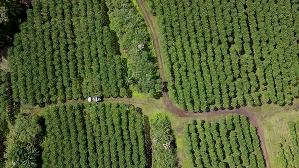 Aerial of a Papaya plantation in big island, hawaii.