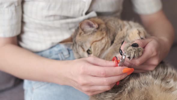 Woman is Cutting Ginger Cat Claws at Home