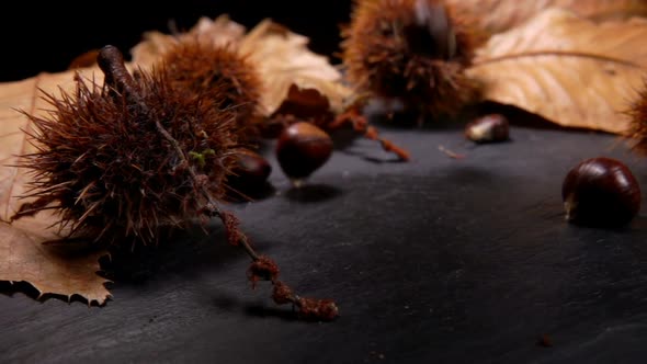 Ripe Chestnuts Fall on the Black Surface on the Background of Chestnut Leaves