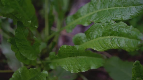 Camera Movement From a Plant To a Branch Of The Tree.