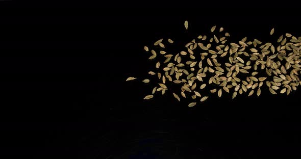Cardamom, elettaria Cardamomum, spice falling against Black Background, Slow Motion 4K