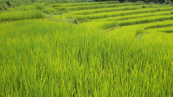 Rice Green Fields