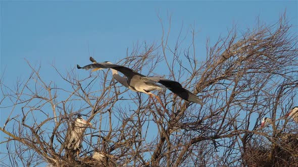 Grey heron, Ardea cinerea, Camargue, France