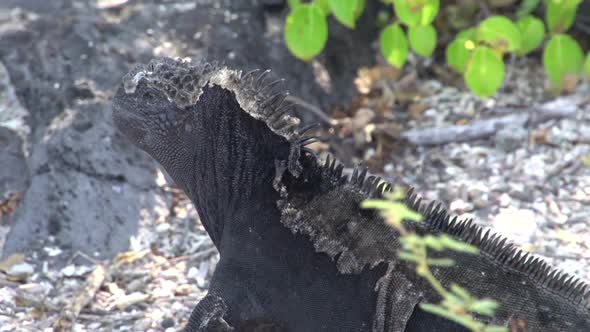 Close up from a Marine iguana