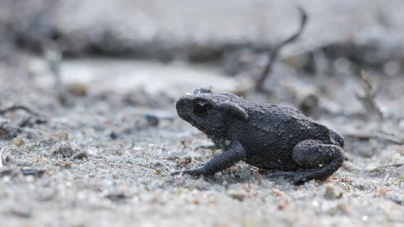 Small Baby Toad