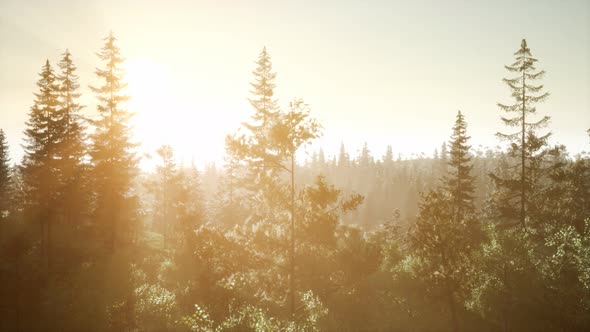 Misty Nordic Forest in Early Morning with Fog