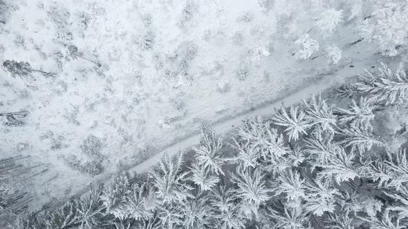 Beautiful Winter Forest with Snowy Trees Aerial View