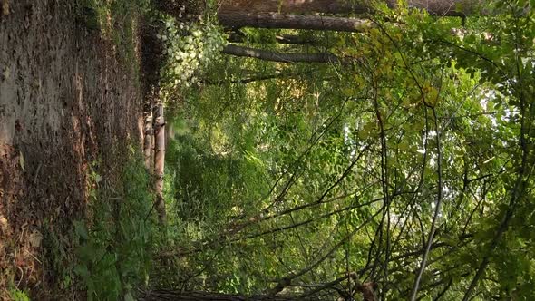 Vertical Video of Forest Landscape in Autumn Slow Motion