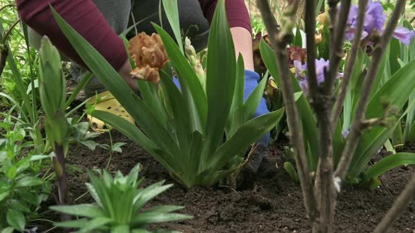 Female Gardener Hands Planting Blooming Flowers in Soil on Flowerbed