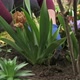 Female Gardener Hands Planting Blooming Flowers in Soil on Flowerbed - VideoHive Item for Sale