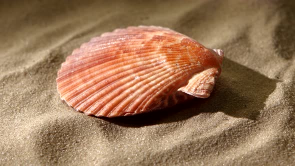 Sea Shell, Pink, on Sand, Back Light, Rotation, Close Up