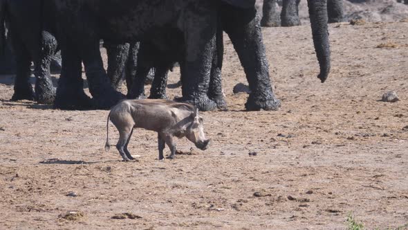 Warthog with an injured leg walks around a herd of elephants 