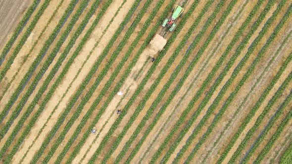 Aerial View of Farmers Many Workers with Tractor Arrange Straw Between Rows of Crops