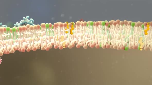 Animated clip showing the lipid layer of a human cell 3d animation