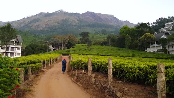 A Woman Worker Walking in Agriculture Road Amongst Fresh Green Tea Plantation in Munnar India Kerala