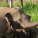 Elephant in Sri Lanka - VideoHive Item for Sale