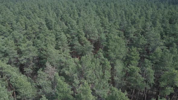 Green Pine Forest By Day Aerial View