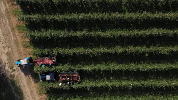 The Harvest Season in the Fruit Orchard