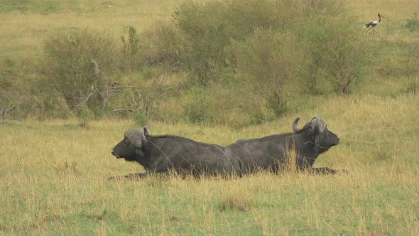 Two African buffaloes lying down and grazing