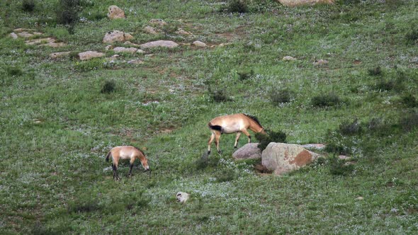 Wild Przewalski's Horses in Real Natural Habitat Environment in The Mountains of Mongolia