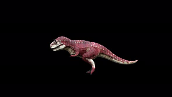 4K Red Carnotaurus Walk