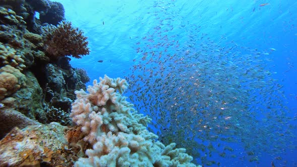 Underwater Glassfish Tropical Reef