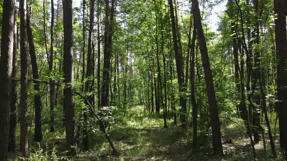 Daytime Forest Landscape in Summer