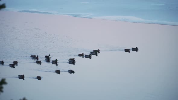 Flock Of Ducks In A Lake Swimming