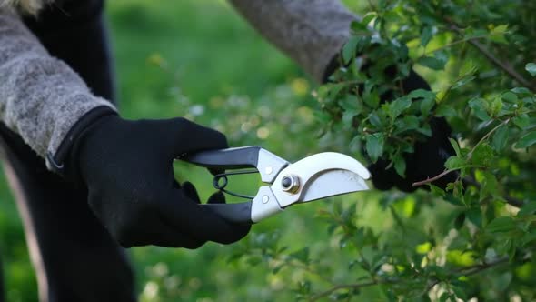 Gardening Concept  Gardener with Secateurs Cutting Branches of Bushes