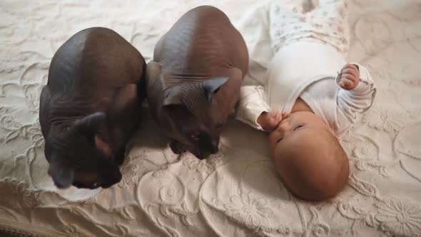 Baby Toddler Looks at Two Large Sphynx Cats on White Bed