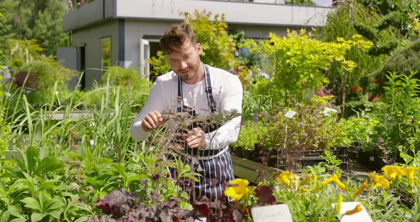 Professional Male Gardener Taking Care and Cutting the Plants