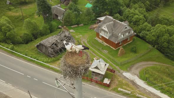 White storks in the nest in Carpathian Ukraine. The symbol of spring to come, symbol of new life.