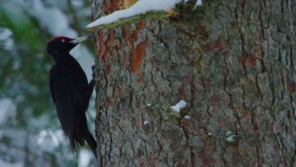 A black woodpecker is breaking a tree's bark with its beak